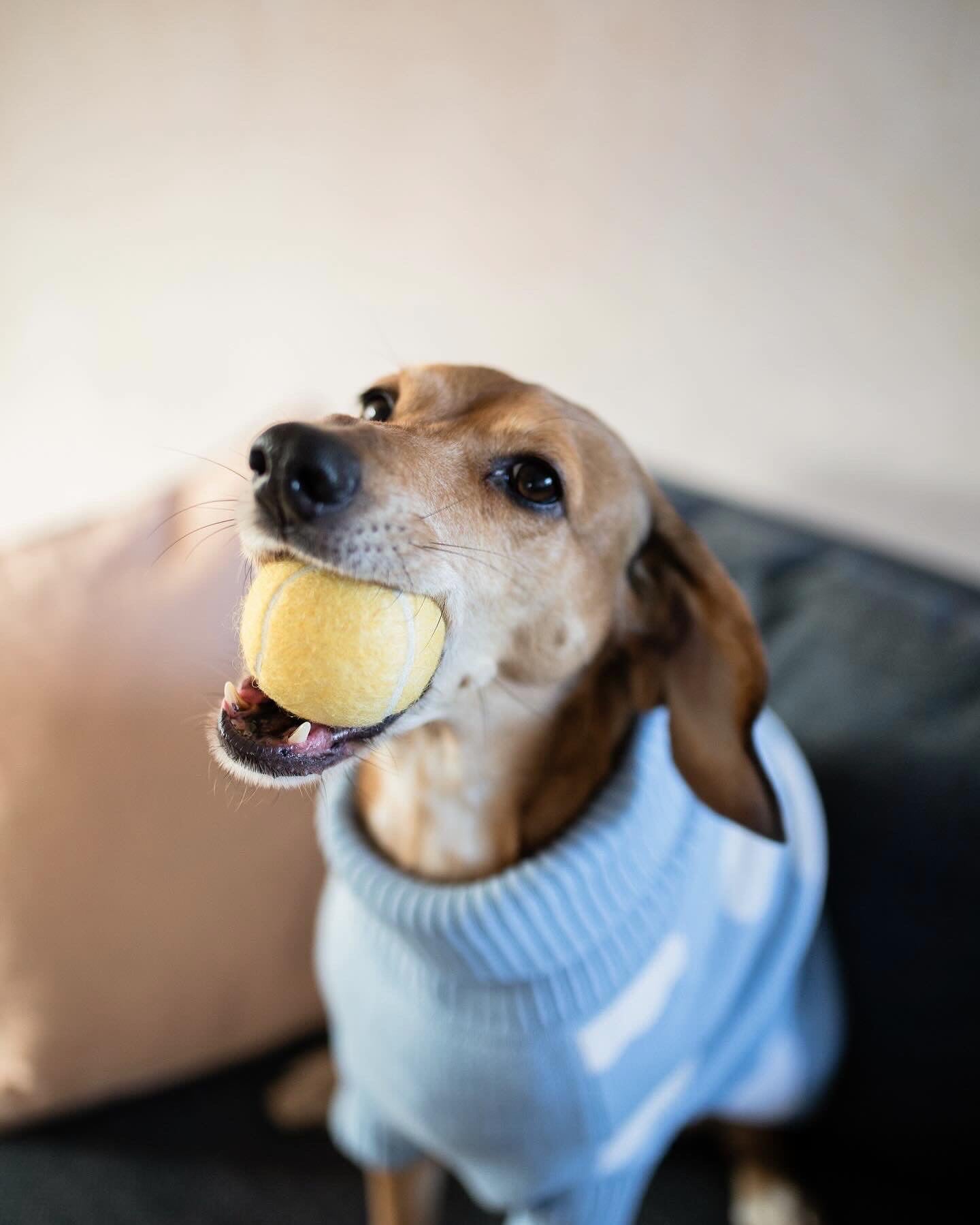 Top 10 Ways to Celebrate International Dog Day